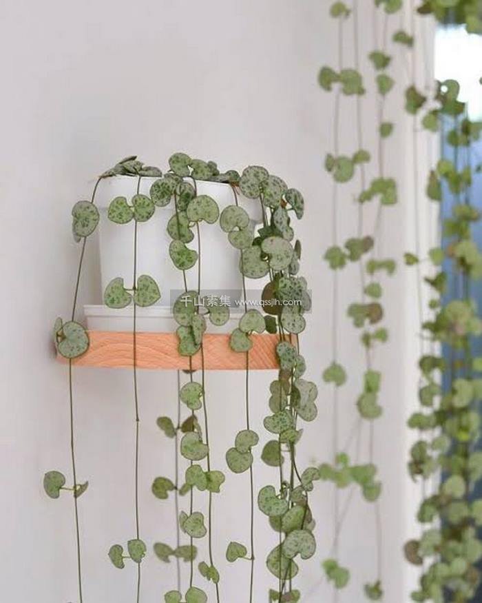 把植物“贴”在墙上，太美了！
