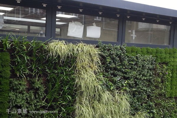 学校外墙植物墙