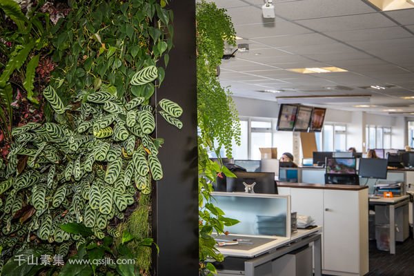 生态办公室植物墙