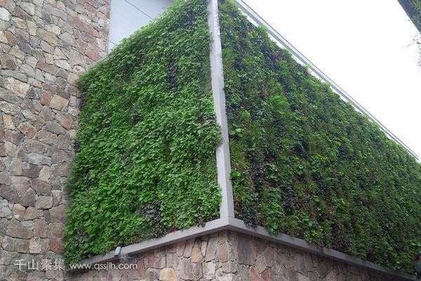 学楼外墙垂直绿化