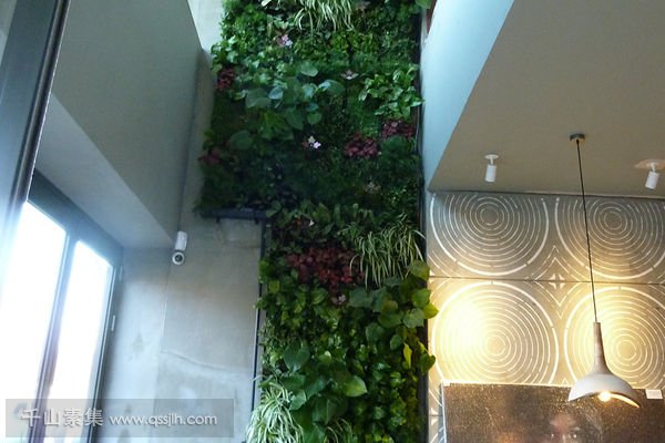 餐厅垂直绿化植物墙