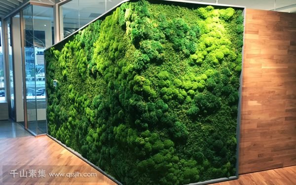 夏季室内植物墙有什么作用？