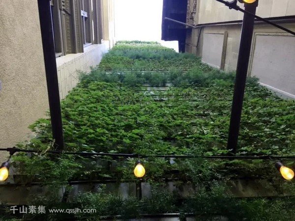 植物墙城市绿化